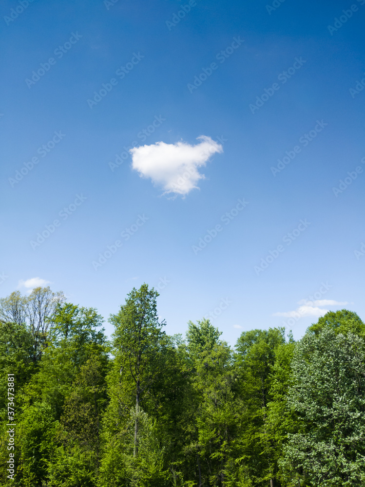 A white cloud in the blue sky above a deciduous forest during a sunny summer day.