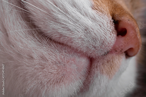 Close-up of a red and white cat's head viewed from below with nose, nostrils, medial cleft and mouth. Focus on the hair next to the nose
