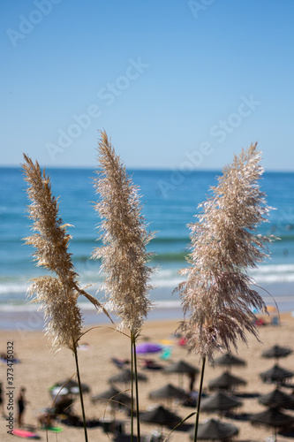 Fototapeta Naklejka Na Ścianę i Meble -  flores en la playa 