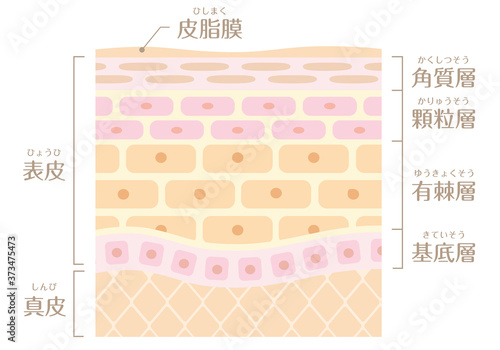 肌の構造／皮膚の構造
