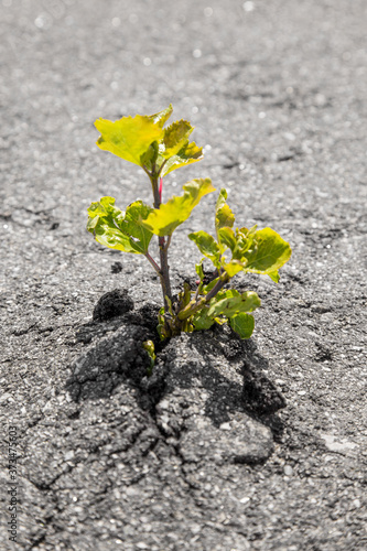Small green tree broke the gray asphalt and grew out of it