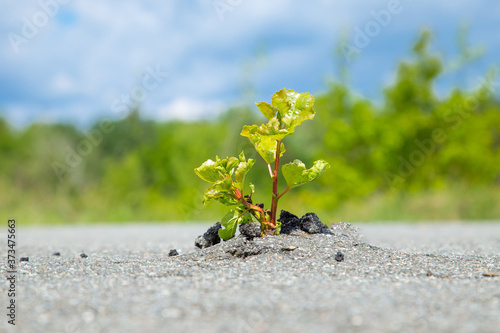 Small green tree broke the gray asphalt and grew out of it