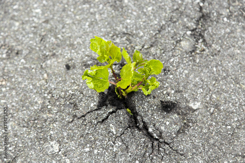 Small green tree broke the gray asphalt and grew out of it