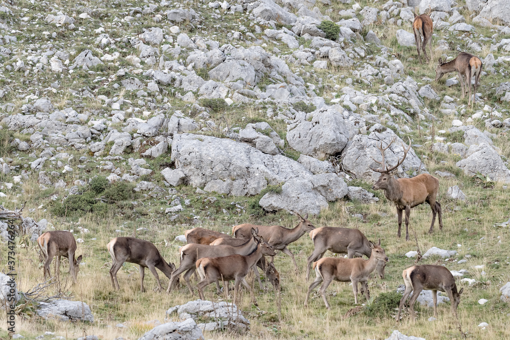 Herd of deer in mountain region (Cervus elaphus) Herd of deer in mountain region (Cervus elaphus)