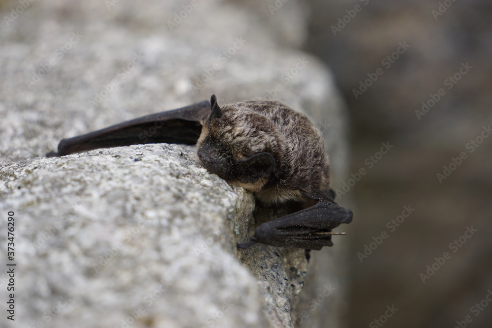 Small bat resting on the rock Small bat resting on the rock