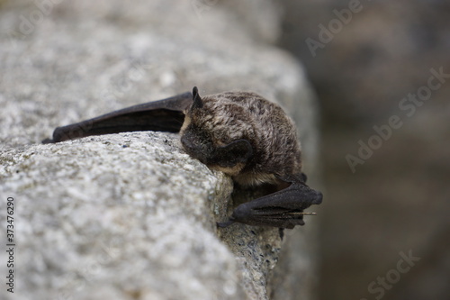 Small bat resting on the rock