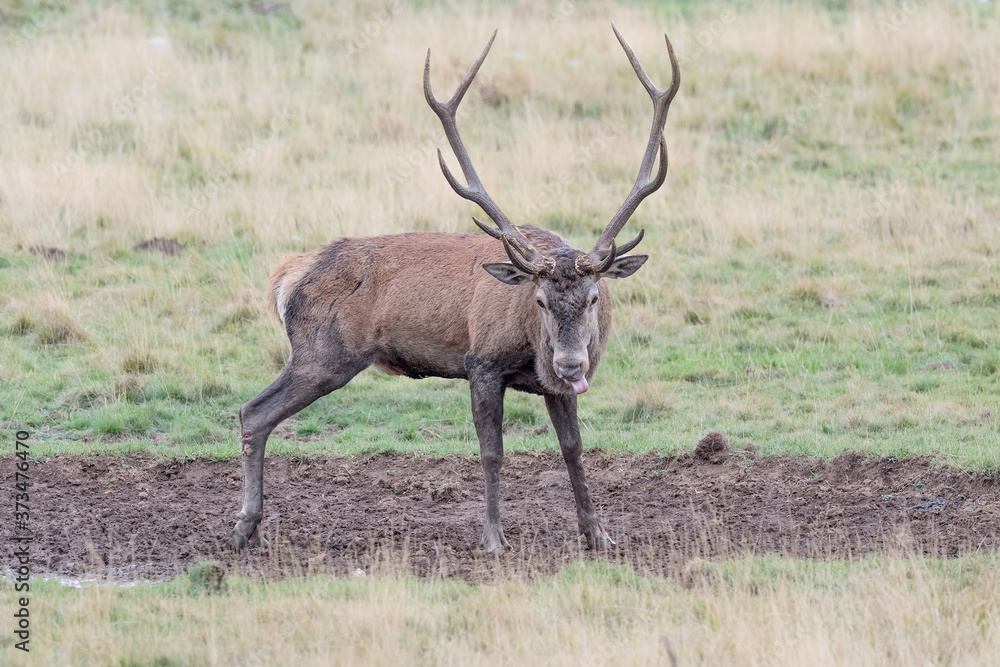 Portrait of Red deer wounded after fight (Cervus elaphus) Portrait of Red deer wounded after fight (Cervus elaphus)