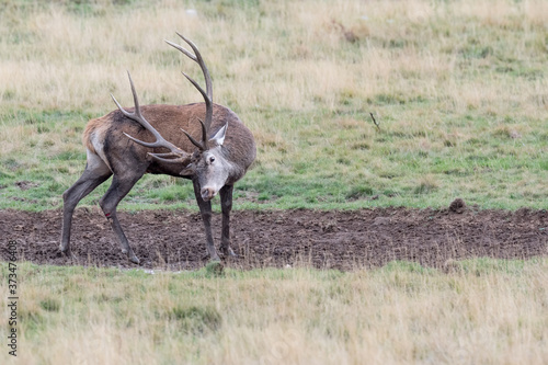 Portrait of Red deer male wounded  Cervus elaphus 