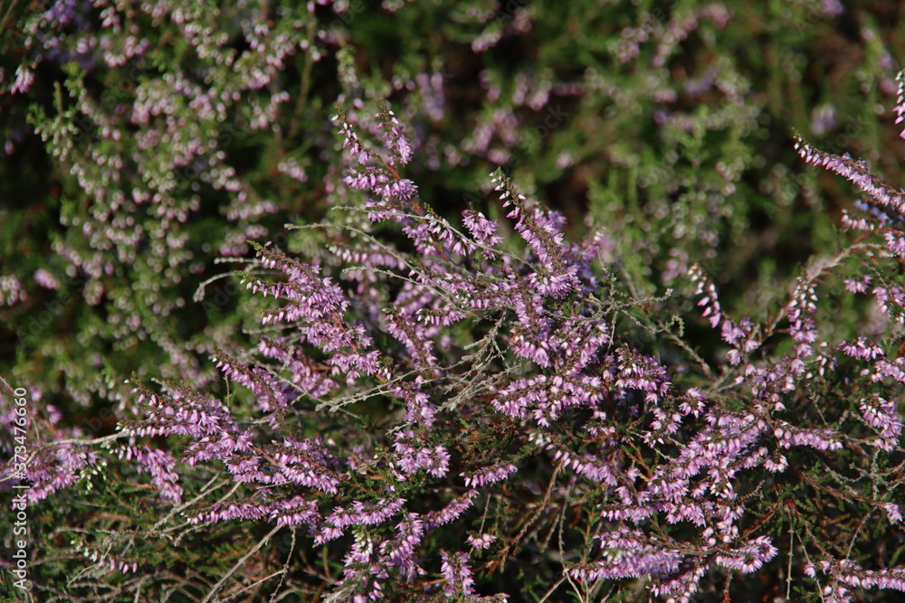 Obraz premium Purple heather starts blooming at the end of the summer