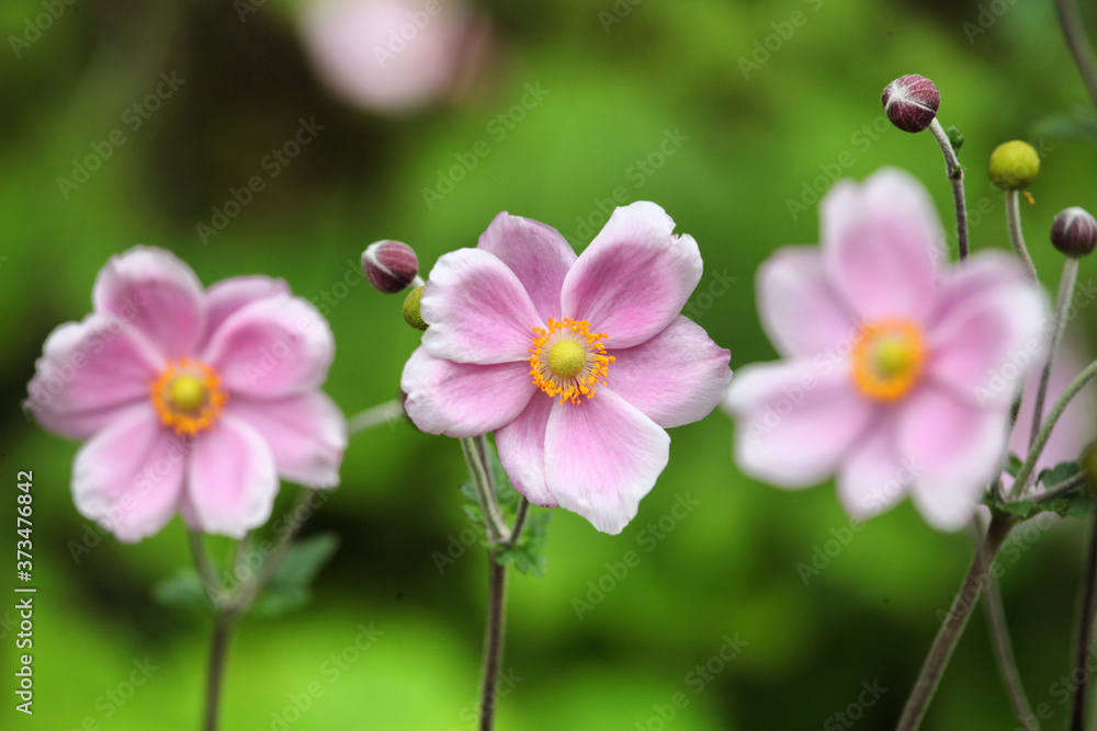 Anemone tomentosa ÔRobustissimaÕ, or Grapeleaf Anemone in flower during the autumn Anemone tomentosa ÔRobustissimaÕ, or Grapeleaf Anemone in flower during the autumn