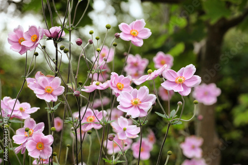 Anemone tomentosa ÔRobustissimaÕ, or Grapeleaf Anemone in flower during the autumn