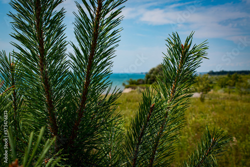 pine needles with meadow  beach in the background