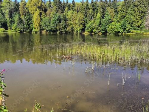 lake in the forest