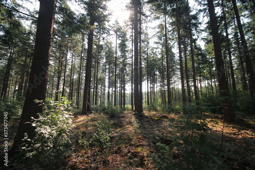 sun beams comes trough the trees on a summeer day in Oldebroek photo