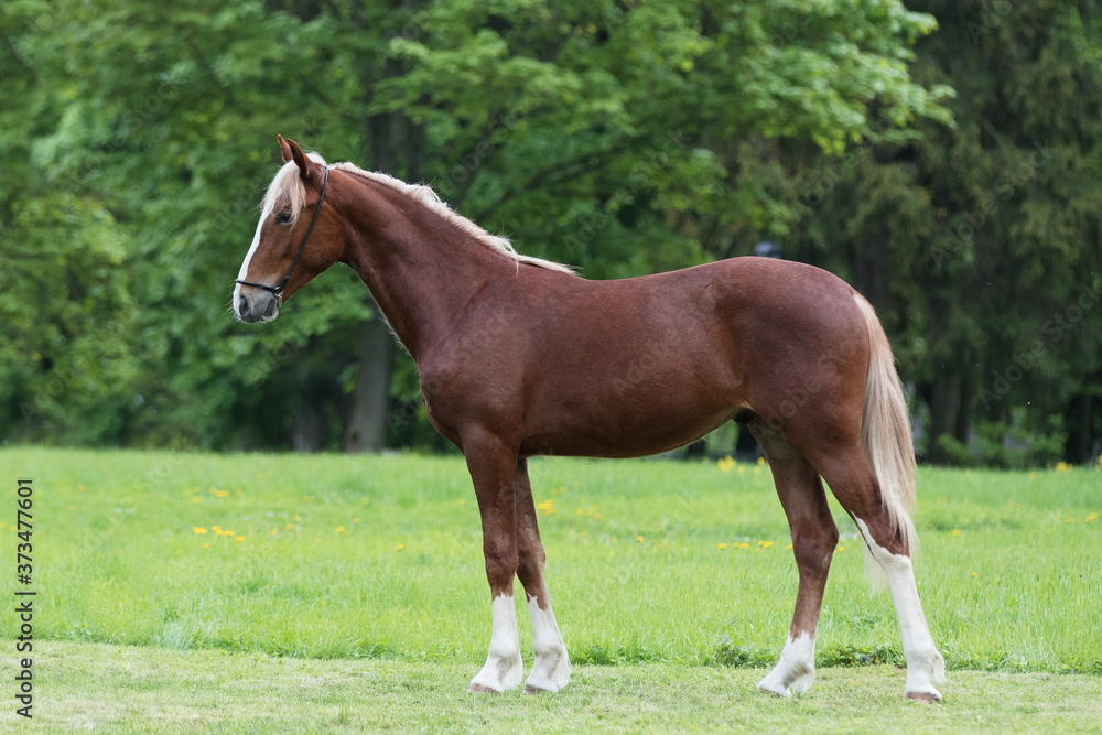 Chestnut horse with a long white mane stands on natural summer background, profile side view, exterior Chestnut horse with a long white mane stands on natural summer background, profile side view, exterior