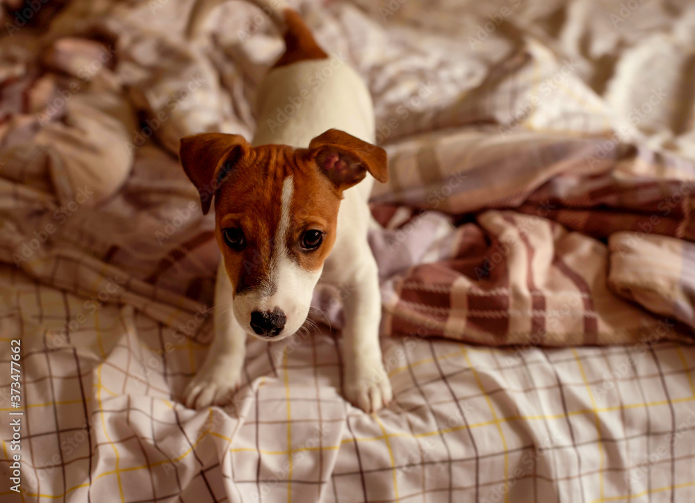 
puppy, jack russell, 3 months old, on the bed, puppy on the bed, cute puppy, standing on the bed