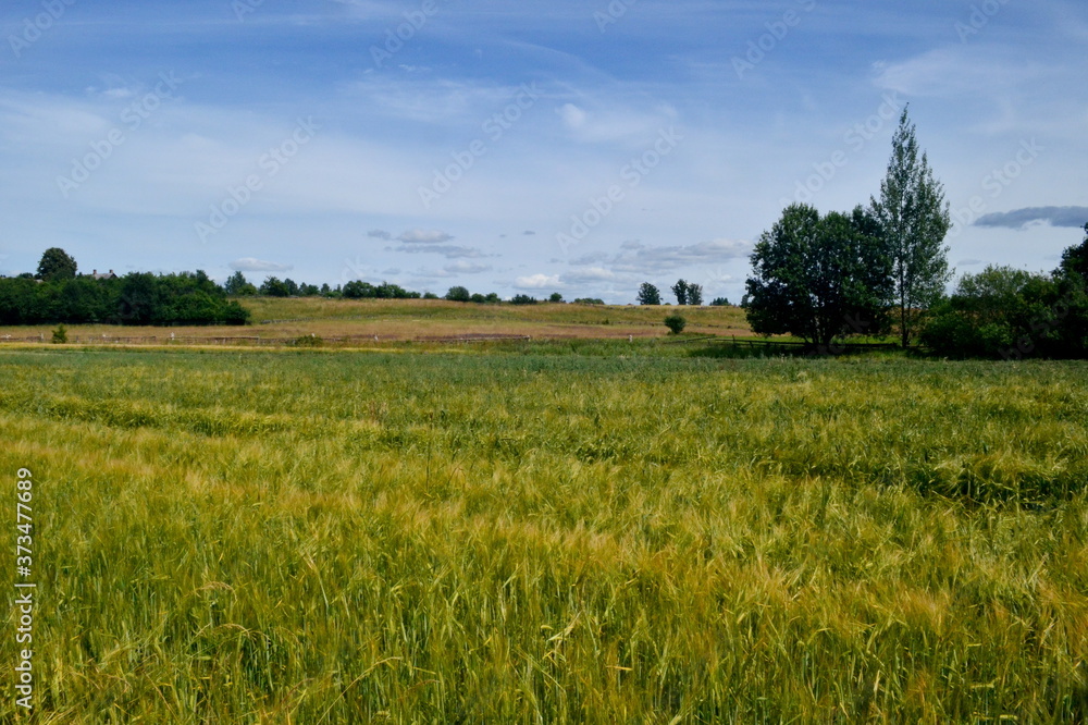 Field of ripening yellow cereal. Fields of wheat with tree on background, sunny day