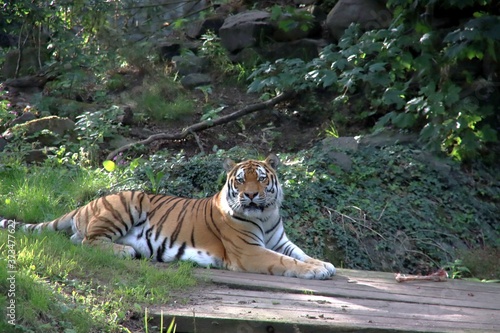Fototapeta Naklejka Na Ścianę i Meble -  Amur or Siberian tiger in the Ouwehand Zoo