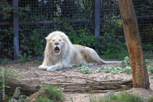 Light colored male lion in the Ouwehand Zoo Holland photo