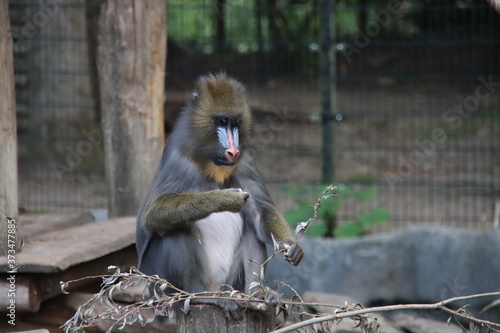 mandrill (Mandrillus sphinx) in the Ouwehand Zoo Holland photo