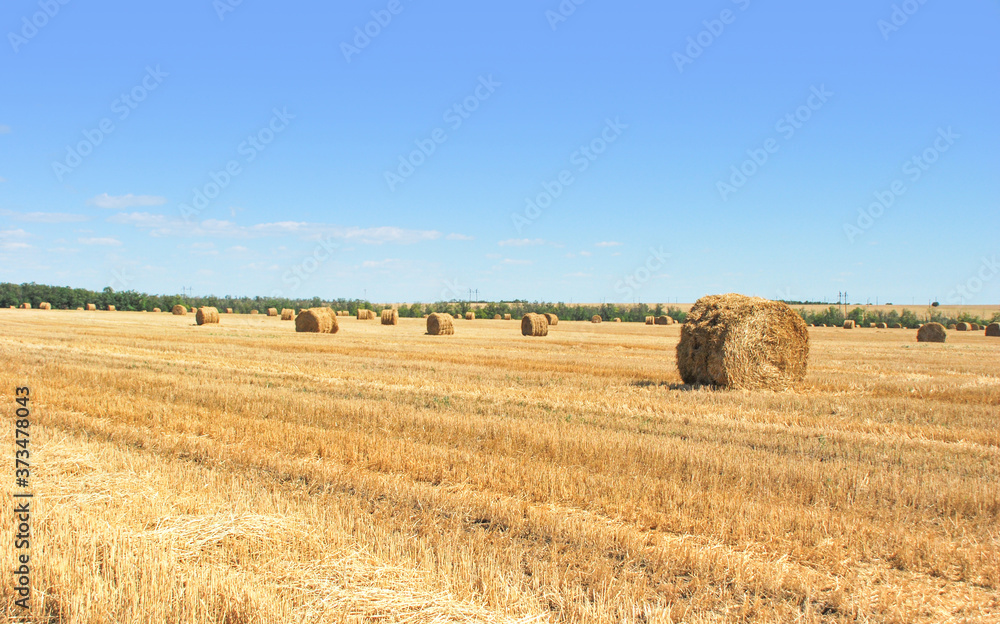 Haystack rolls on the agriculture summer field, haystack harvest