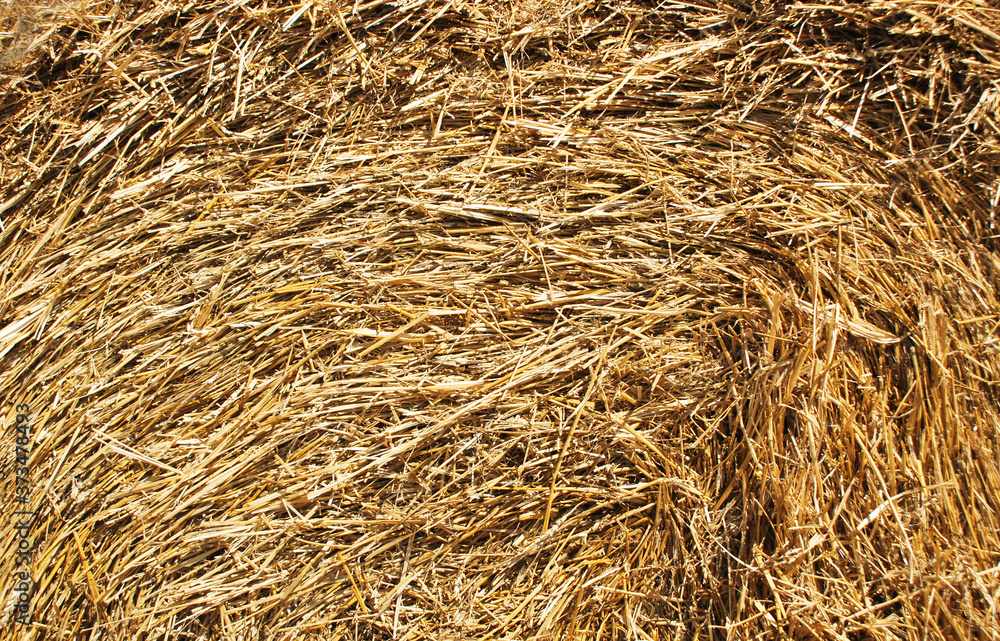 Close up straw, dry straw texture background. Haystack texture, agriculture Close up straw, dry straw texture background. Haystack texture, agriculture