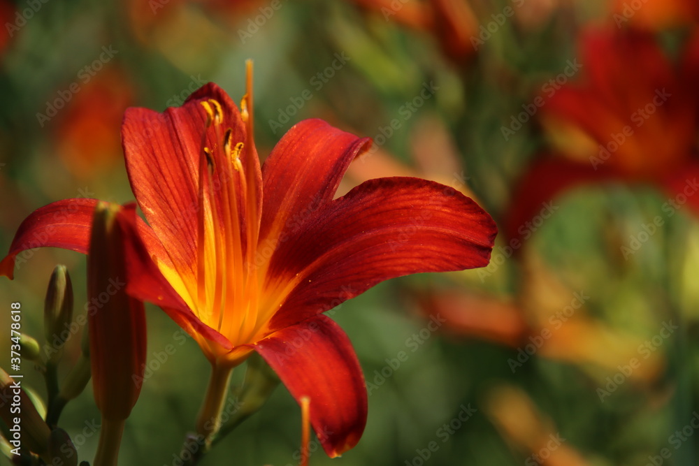 Yellow and red lily in flower bed Yellow and red lily in flower bed