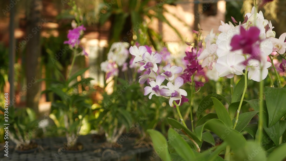 Beautiful lilac purple and magenta orchids growing on blurred background of green park. Close up macro tropical petals in spring garden among sunny rays. Exotic delicate floral blossom with copy space Beautiful lilac purple and magenta orchids growing on blurred background of green park. Close up macro tropical petals in spring garden among sunny rays. Exotic delicate floral blossom with copy space