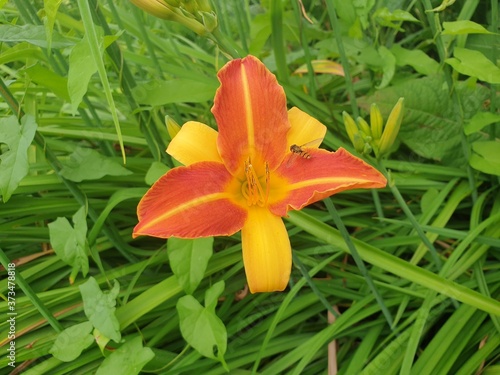 Yellow and red lily in flower bed