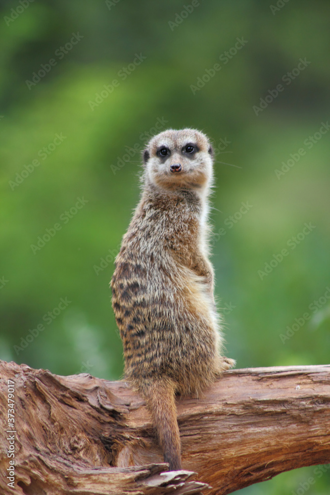 Das Erdmännchen (Suricata suricatta), auch Surikate oder veraltet Scharrtier genannt, ist eine Säugetierart aus der Familie der Mangusten (Herpestidae). Das Erdmännchen (Suricata suricatta), auch Surikate oder veraltet Scharrtier genannt, ist eine Säugetierart aus der Familie der Mangusten (Herpestidae).