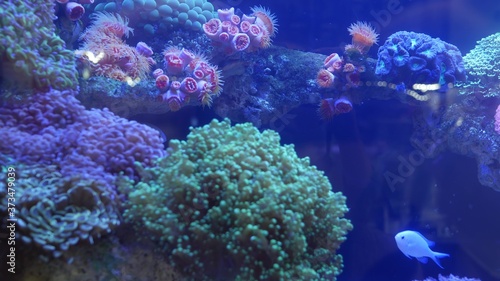 Fotografija Species of soft corals and fishes in lillac aquarium under violet or ultraviolet uv light