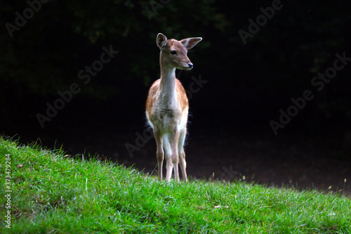 Beautiful young sika deer close-up. Wild nature.