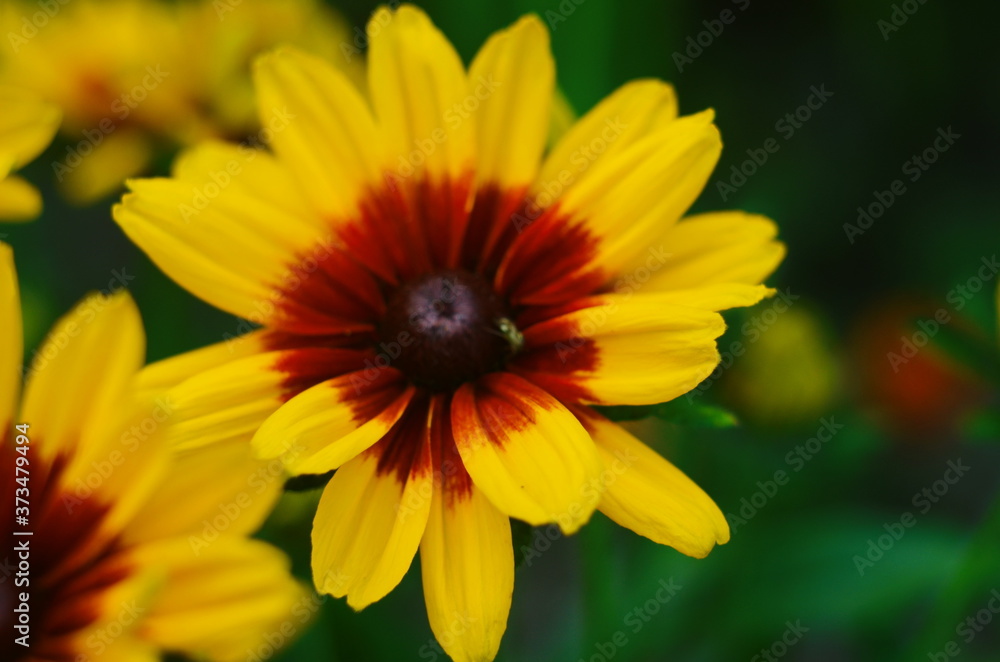 Orange gardens rudbeckia flower. Rudbecia in landscape design. Bright floral background. Orange gardens rudbeckia flower. Rudbecia in landscape design. Bright floral background.