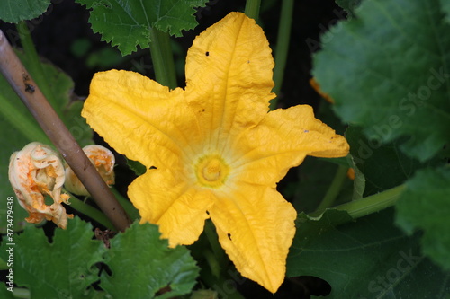 Yellow flower of the zucchini plant that only flowers shortly