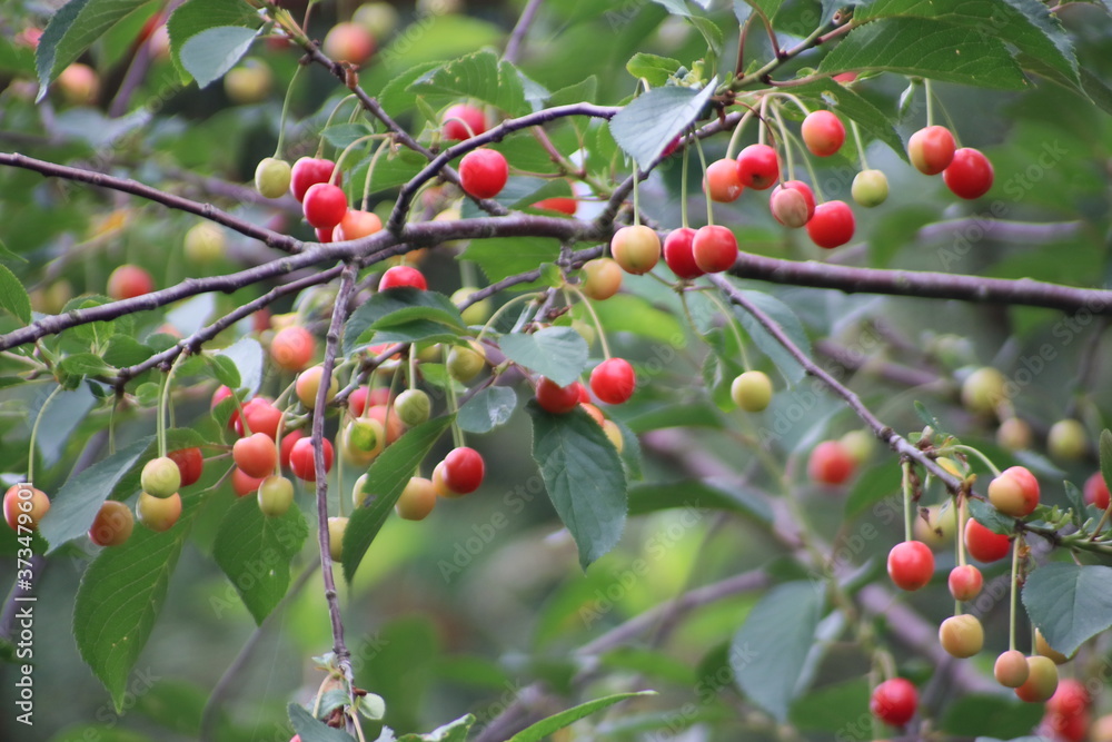 Riping cherries in a tree in green and red colors