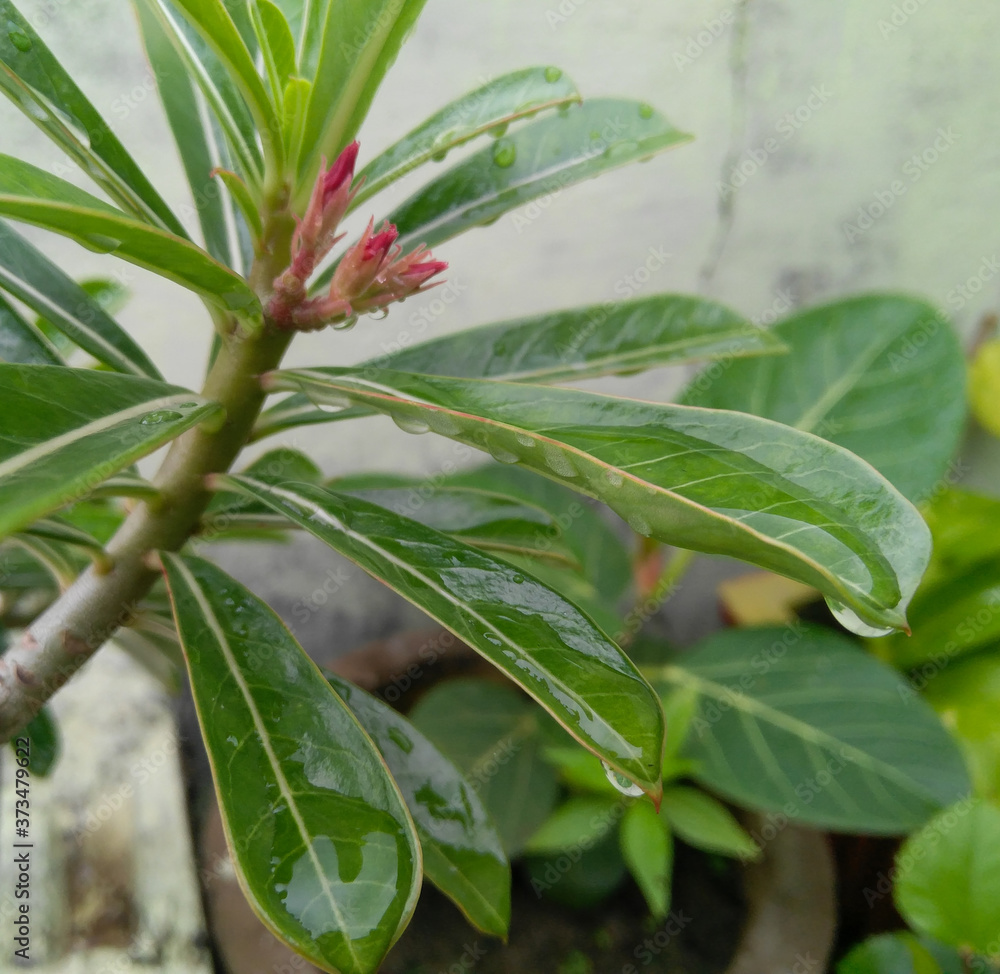 close up of a green plant with red leaves close up of a green plant with red leaves