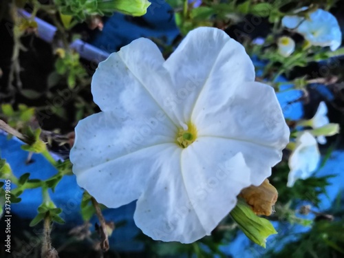 blue and white