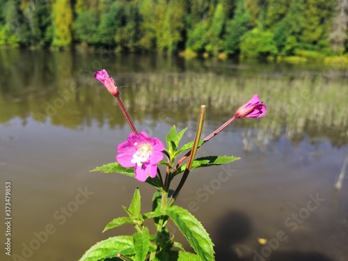 pink flowers in the water