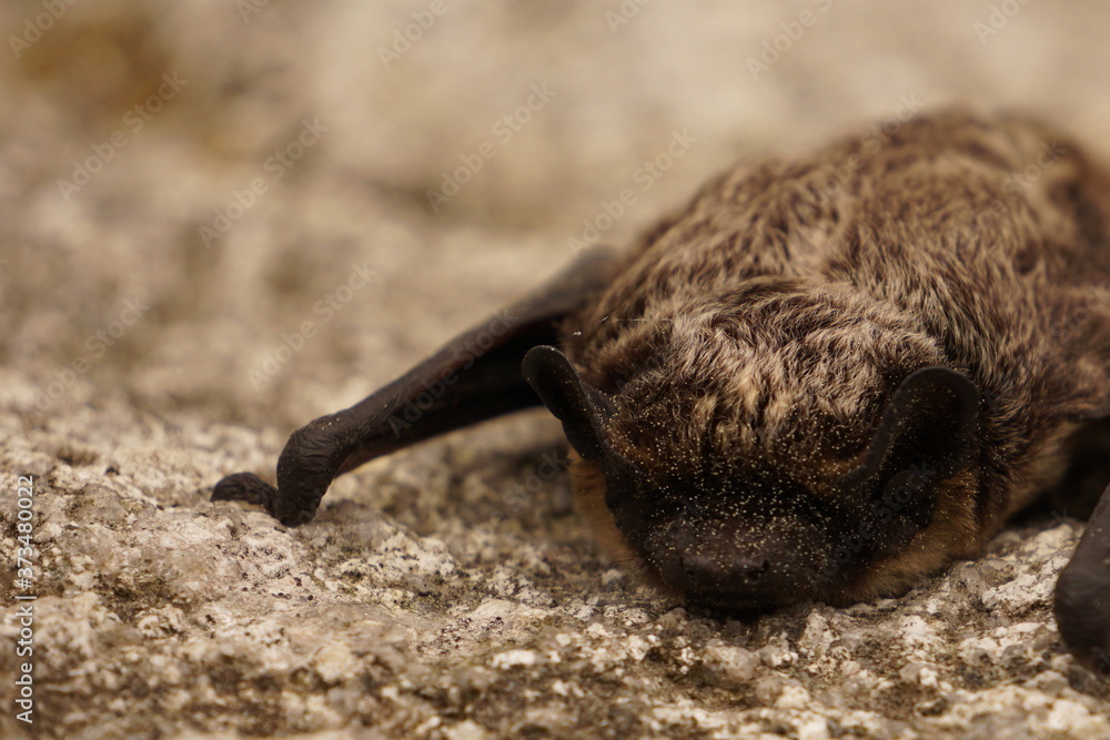 Small bat resting on the rock Small bat resting on the rock
