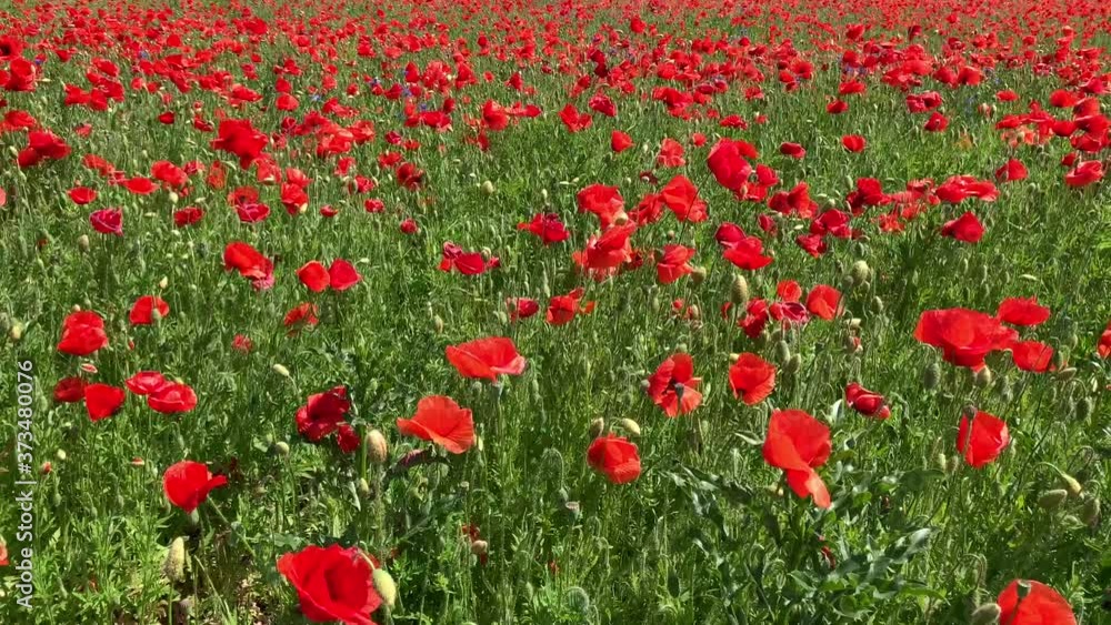 Background texture: field of red poppies. A meadow of bright wildflowers. Green grass and bright flowers. Red poppies sway in the wind. Background texture: field of red poppies. A meadow of bright wildflowers. Green grass and bright flowers. Red poppies sway in the wind.