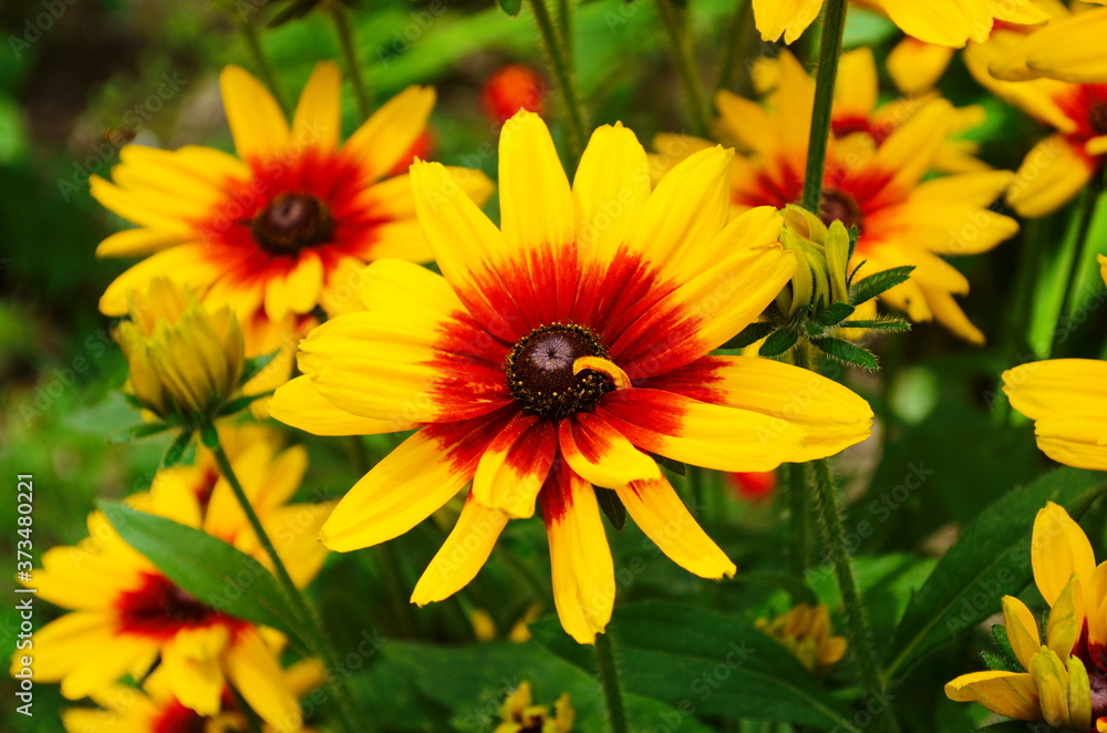 Orange gardens rudbeckia flower. Rudbecia in landscape design. Bright floral background. Orange gardens rudbeckia flower. Rudbecia in landscape design. Bright floral background.