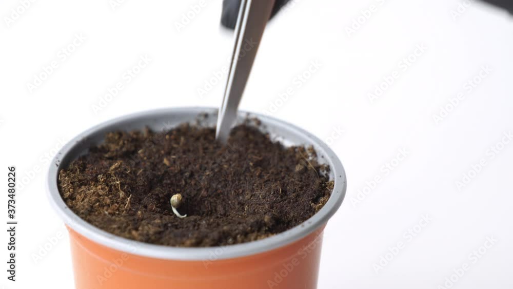 Planting cannabis seeds in the flower pot. Close-up of persons hand holding tweezers hemp seed. Growing marijuana plant indoors. Planting cannabis seeds in the flower pot. Close-up of persons hand holding tweezers hemp seed. Growing marijuana plant indoors.