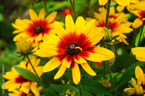 Orange gardens rudbeckia flower. Rudbecia in landscape design. Bright floral background.