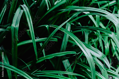Green tropical plant close-up. Abstract natural floral background Selective f...