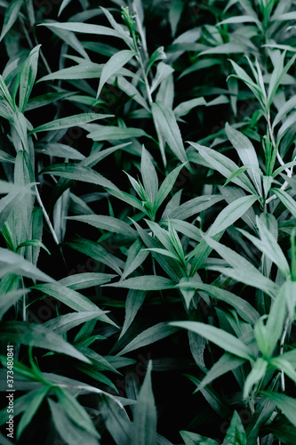 nice and textural,green and clean plant leaves