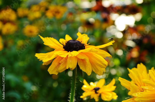 Orange gardens rudbeckia flower. Rudbecia in landscape design. Bright floral background. photo