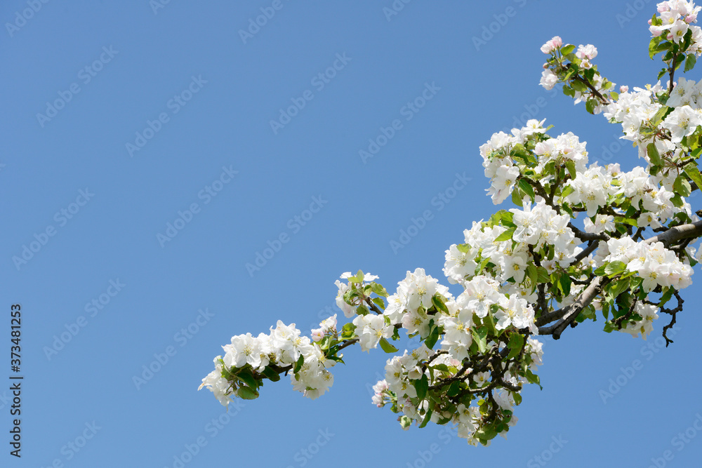 apple blossom on the apple tree in orchard in front of blue sky