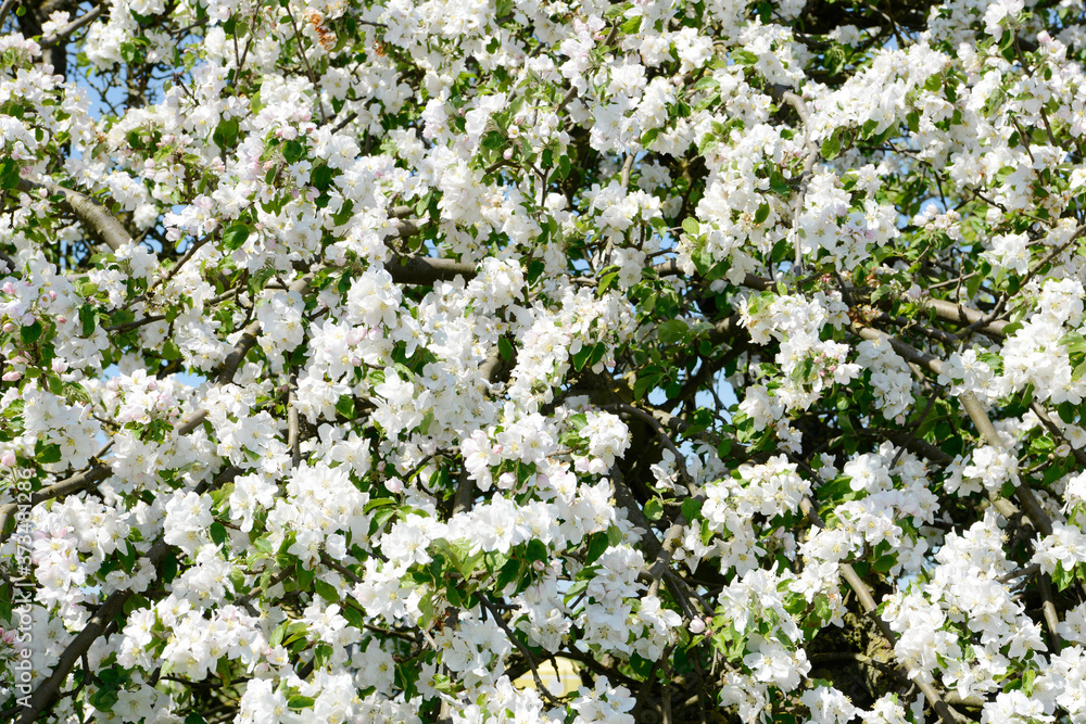 apple blossom on the apple tree in orchard apple blossom on the apple tree in orchard