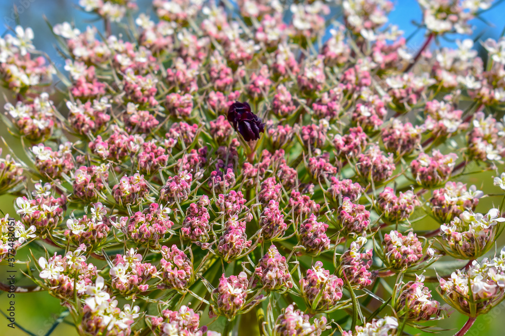 Beautiful Daucus carota wild flower Isolated Beautiful Daucus carota wild flower Isolated