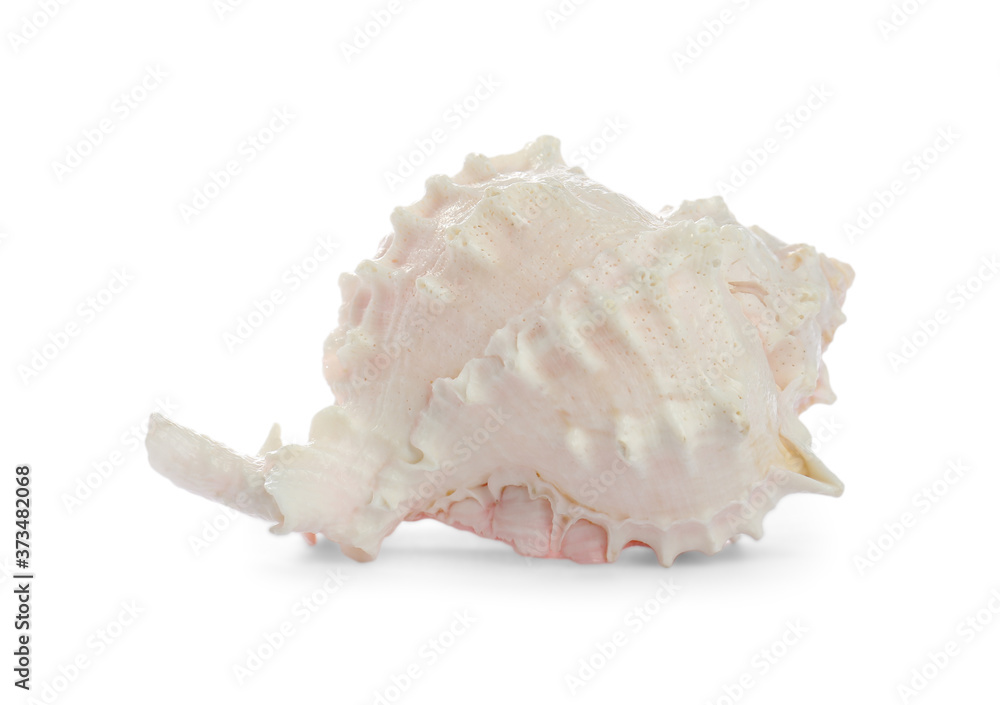 Beautiful exotic sea shell isolated on white Beautiful exotic sea shell isolated on white